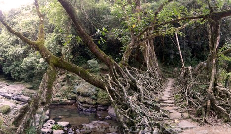 樹根橋